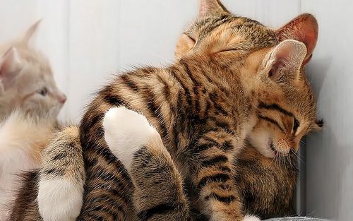 hugging_kitten_large